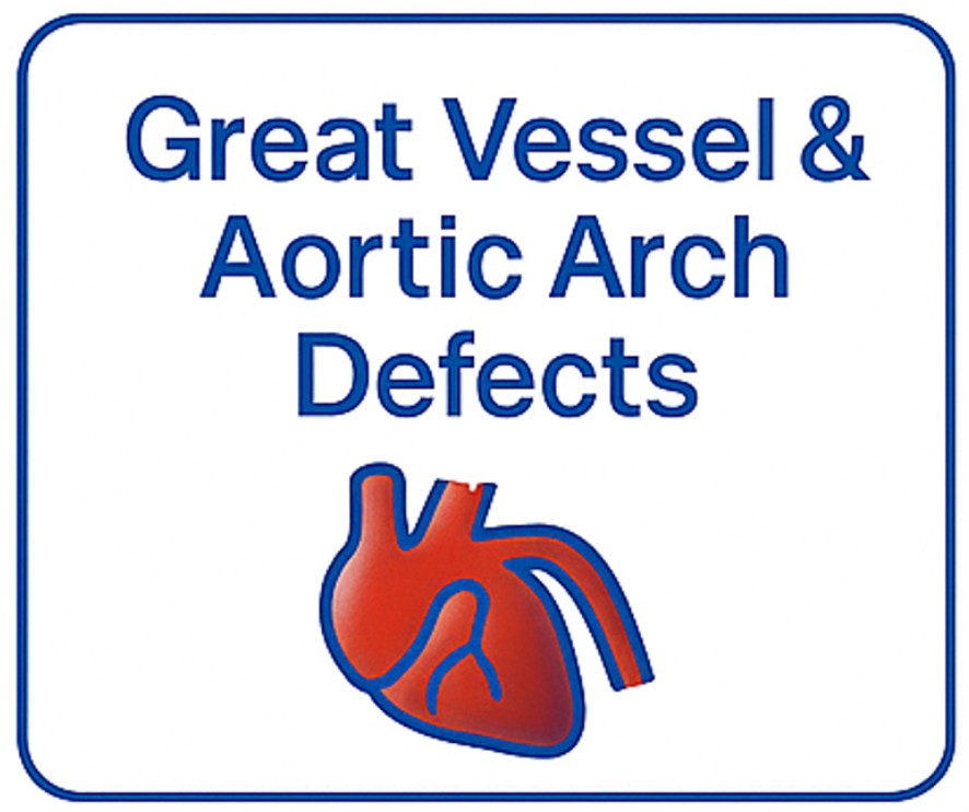 Great Vessel & Aortic Arch Defects
